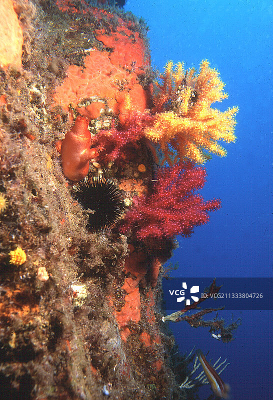 克鲁斯海角，26米深。该物种的特点是颜色完全为深红色。其他群落的脚部呈红色，但会逐渐变为橙色、黄色和金色，位于触手的末端。固定在坚硬的基质上，它们的水螅体以浮游动物为食，浮游动物在它们的触手之间经过。当水流过于猛烈时，水螅体可以收缩。图片素材