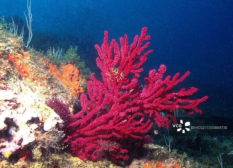 克鲁斯海角水下32米深处的生物图片素材