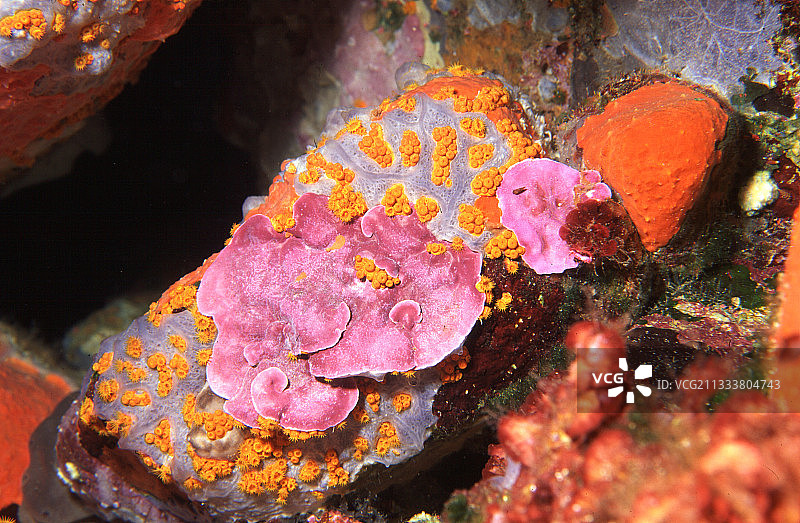 这种钙质藻类参与了珊瑚的形成。它们固定在20到25米深的岩石上，在更清澈的水中可达60米。它们连续的世代与这里的灰色海绵（坚韧的福尔巴斯海绵）永久竞争，灰色海绵被小海葵（Parazoanthus axinella）钻孔。地中海：克鲁斯角，水深32米。图片素材