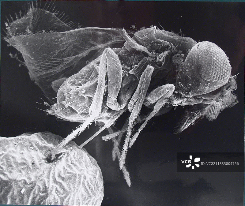 @拟寄生物。<br>小昆虫寄生赤眼蜂在面粉蛾(Ephestia kuhniella)中产卵，几次后会产生另一个赤眼蜂。寄生蜂长度:0.8 mm。产卵器在两腿之间很明显图片素材