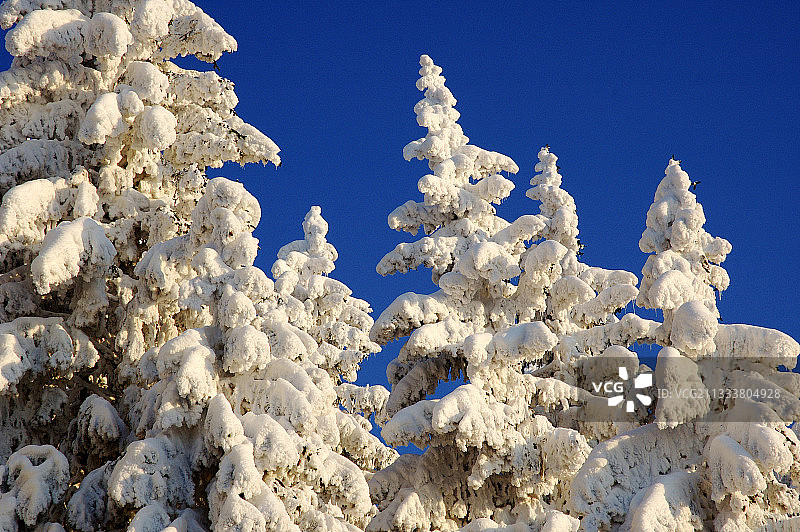 法国瓦洛斯塞姆诺兹山上的雪地云杉图片素材