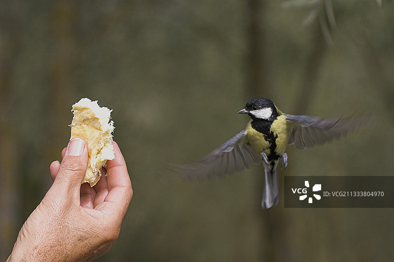在法国面包前悬停飞翔的大山雀图片素材