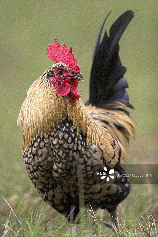 其他品种名称：?umavanka图片素材