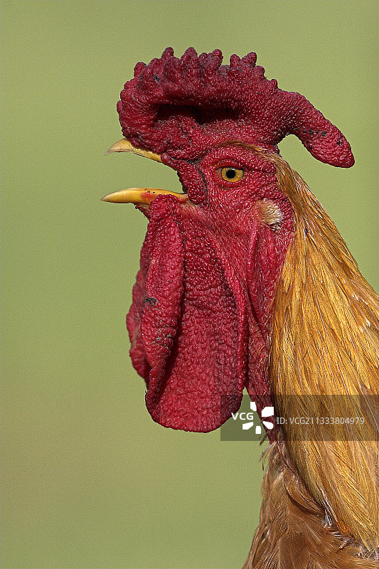 法国鸣叫的公鸡图片素材