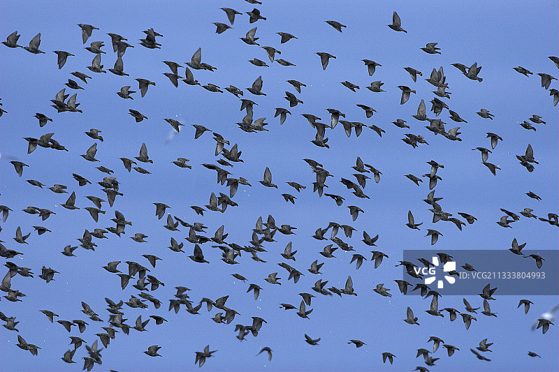 法国飞翔欧椋鸟图片素材