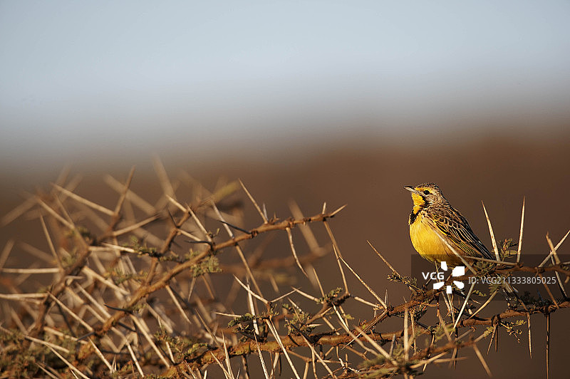 肯尼亚金合欢树上的黄喉长爪鹀图片素材