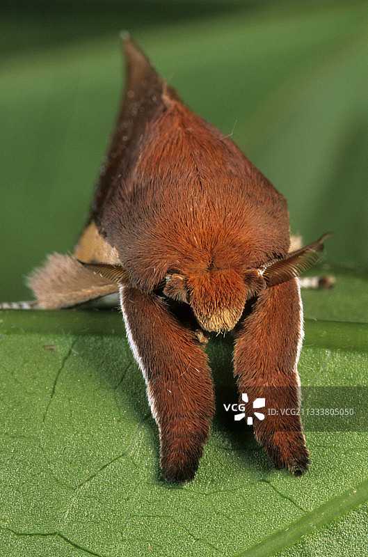 树叶上的飞蛾（加蓬，弗朗斯维尔）图片素材