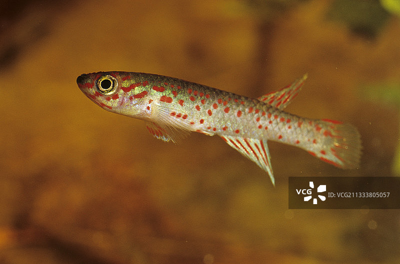 加蓬基利鱼图片素材