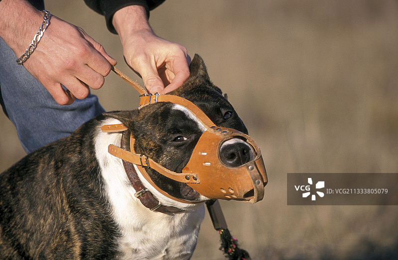 防御犬图片素材