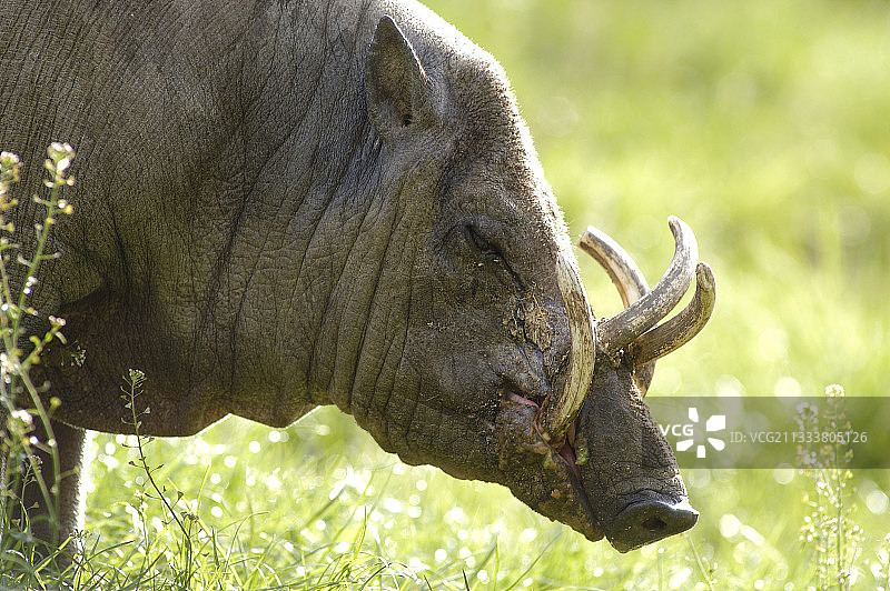 豚鹿吃草图片素材