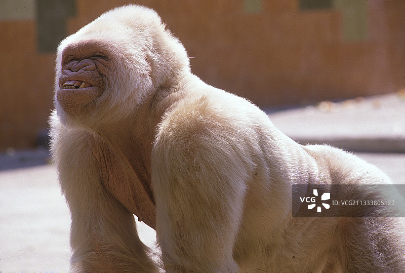 西班牙巴塞罗那动物园里的白化病大猩猩图片素材