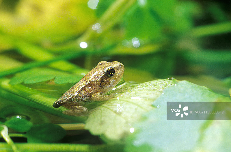 露出水面的欧洲青蛙蝌蚪图片素材