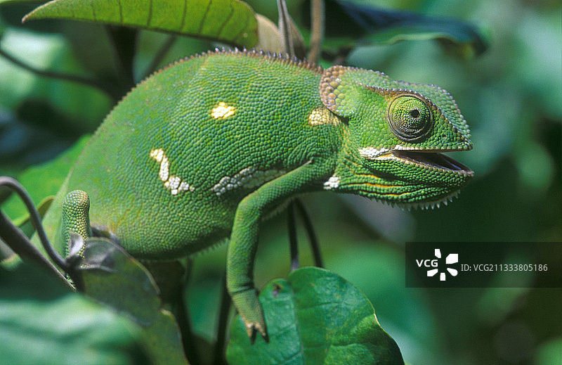 马赛马拉肯尼亚植物上的颈垂变色龙图片素材