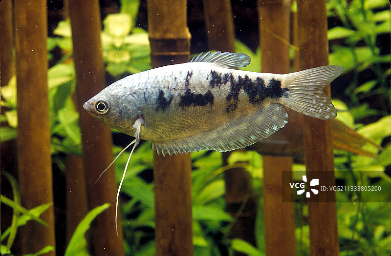 水族箱中的三星点丽鱼图片素材