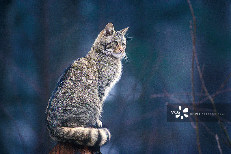 坐着的欧洲野猫图片素材