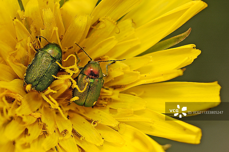法国蓟花上的金花虫图片素材