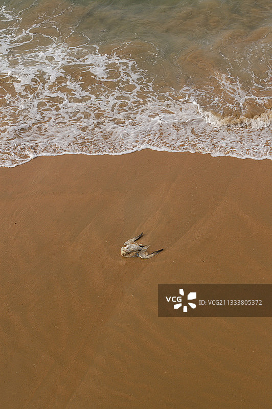 死在法国海滩上的塘鹅图片素材
