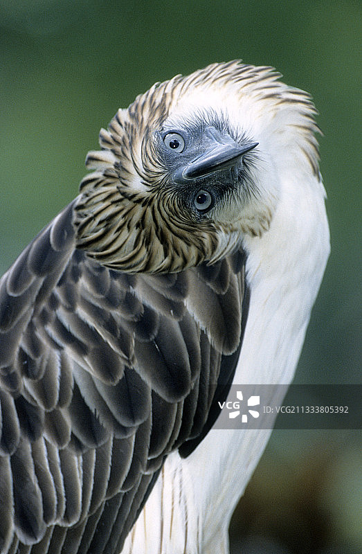 菲律宾鹰的肖像图片素材