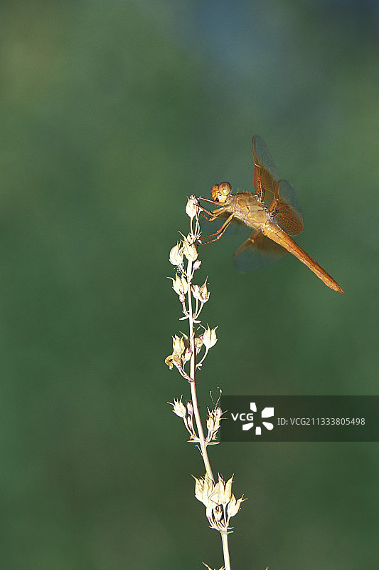 美国的墨西哥琥珀翅蜻蜓图片素材