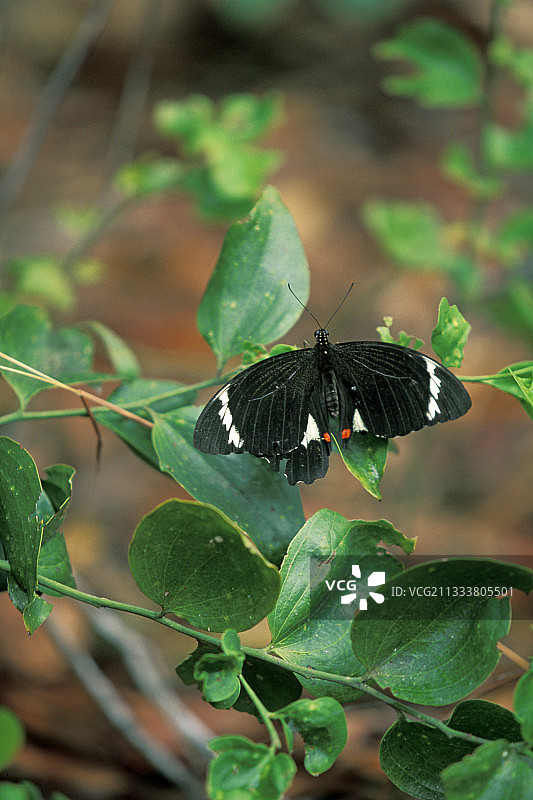 澳洲约克角柑橘凤蝶图片素材