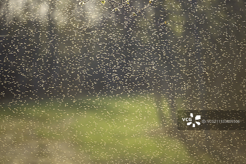 加拿大马尼托巴省春季蚊群图片素材