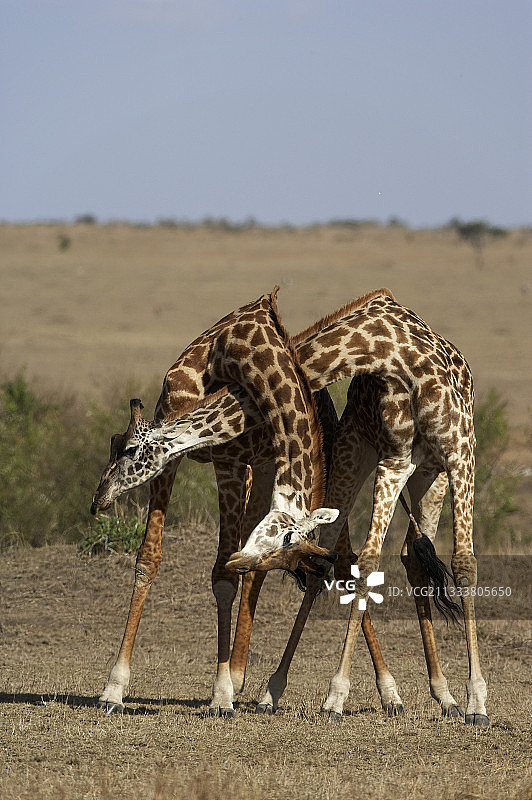 马赛马拉保护区长颈鹿打斗场景图片素材