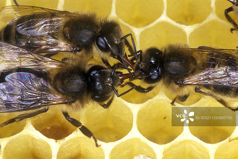法国蜜蜂交换花蜜图片素材