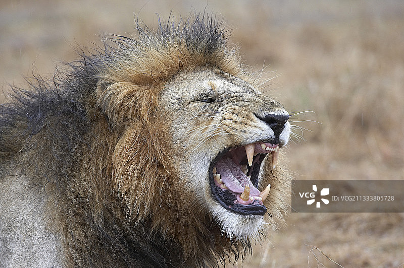 在肯尼亚马赛马拉保护区内嚎叫的狮子图片素材