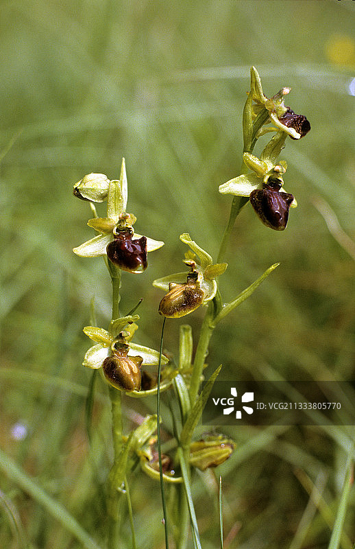盛开的蜘蛛兰图片素材
