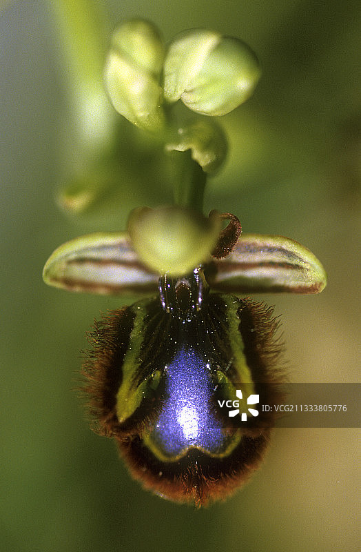 西班牙盛开的镜兰图片素材