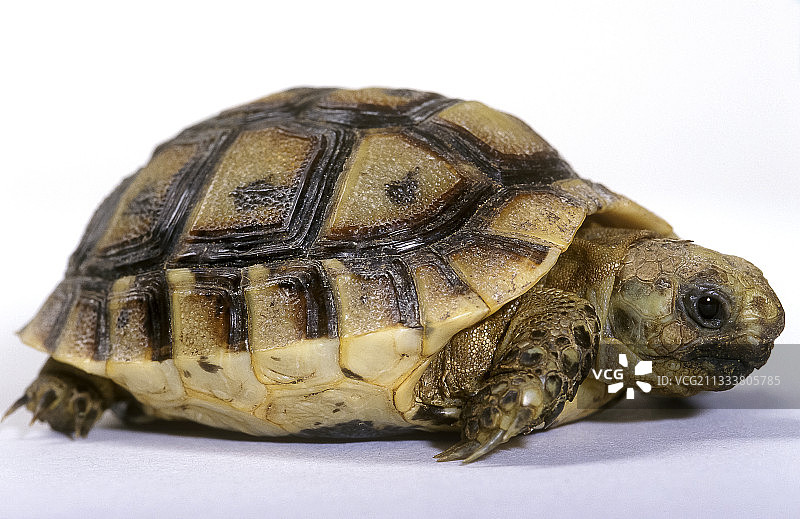 摄影棚里的年轻距腿陆龟图片素材