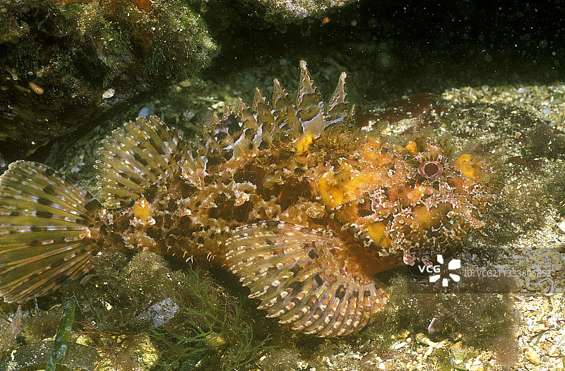 岩石上的大鳞鲉，法国塞尔贝雷图片素材