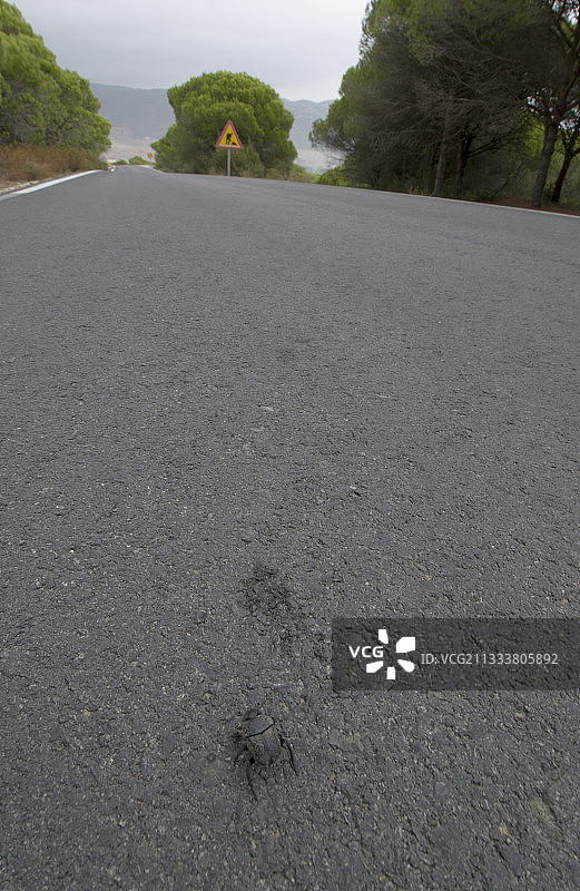 西班牙马斯帕洛马斯路上的甲虫图片素材