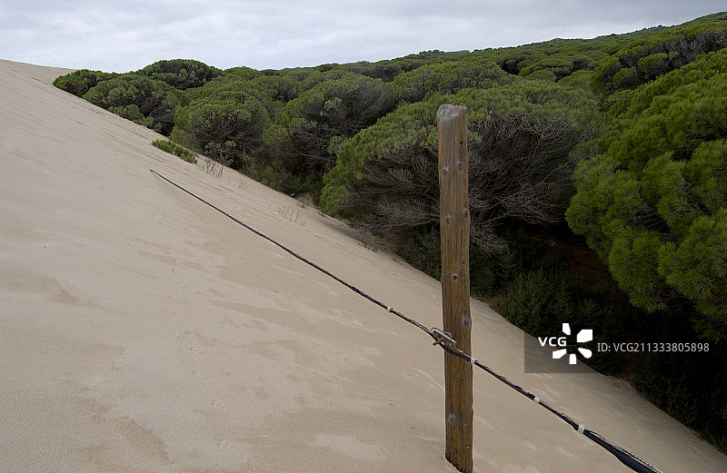 掩埋一片松树林的沙丘，马斯帕洛马斯图片素材