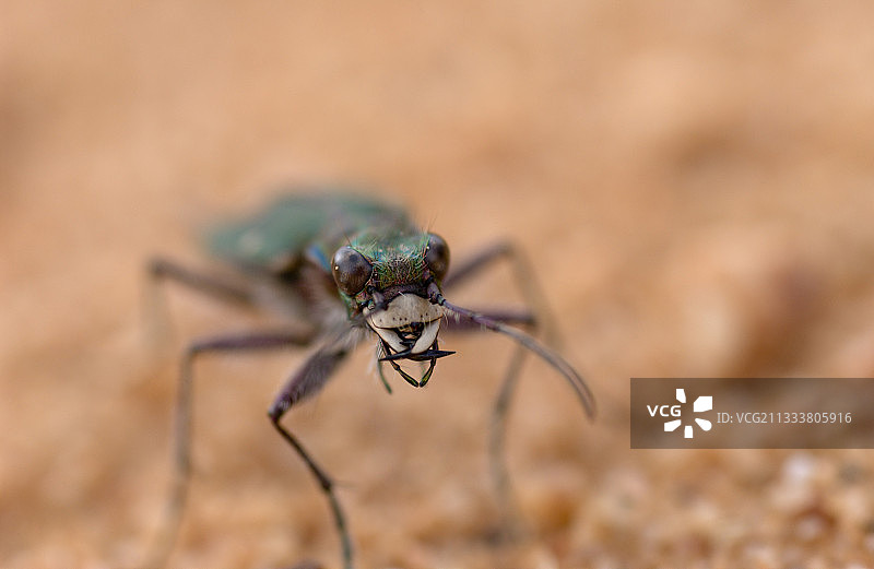 西班牙多尼亚纳沙地虎甲虫图片素材