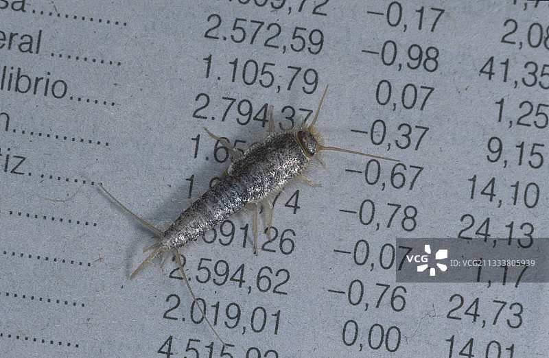 食用植物废料。可能是图书馆的祸害图片素材