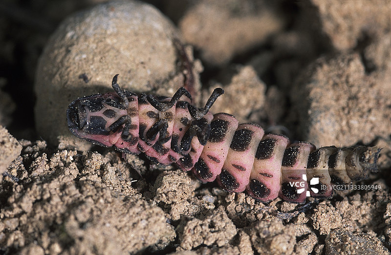 萤火虫背部图片素材