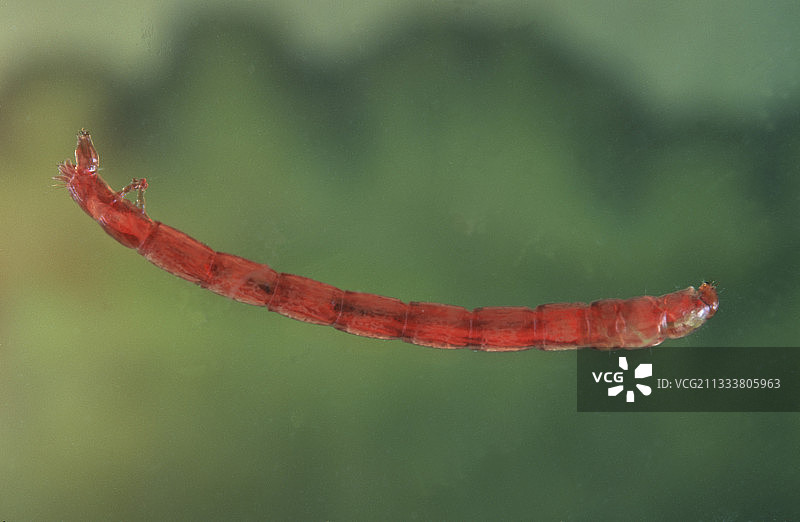 在污染严重的河流中图片素材