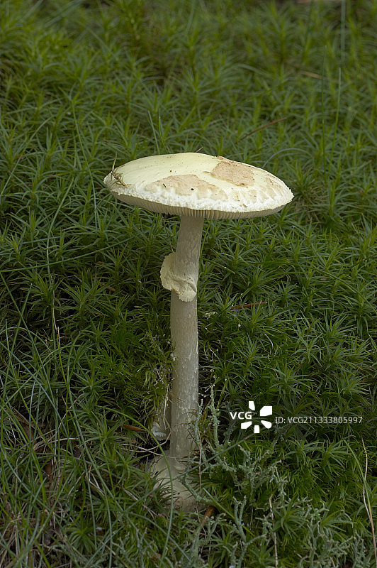 西班牙蒙塞尼自然保护区的假死帽图片素材