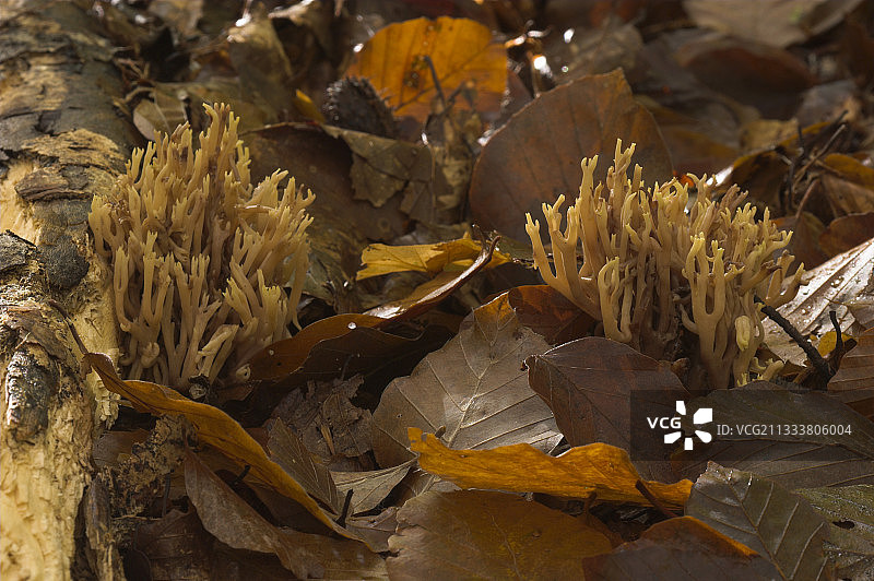 西班牙蒙塞尼自然保护区的珊瑚菌图片素材