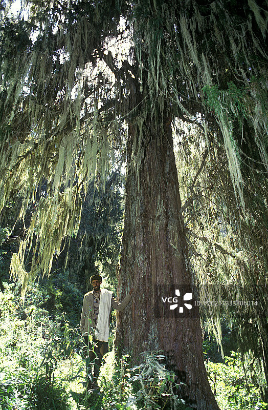 埃塞俄比亚：杜松树下的阿姆哈拉男人图片素材