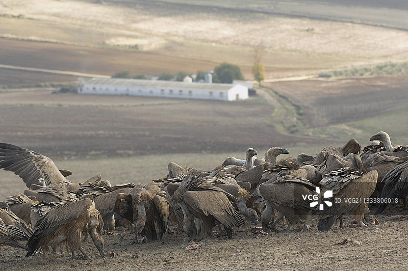 西班牙秃鹫群图片素材