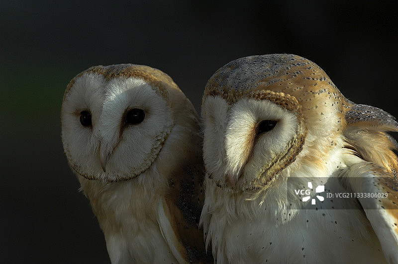 西班牙的两只仓鸮肖像图片素材