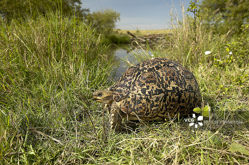 在肯尼亚马赛马拉草原上行走的豹纹龟图片素材