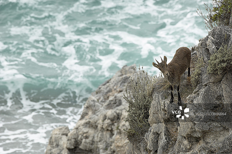西班牙内尔哈悬崖上的西班牙野山羊图片素材