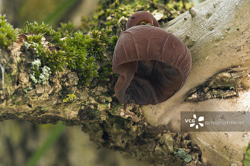 直布罗陀角英国树干上的杯状真菌图片素材