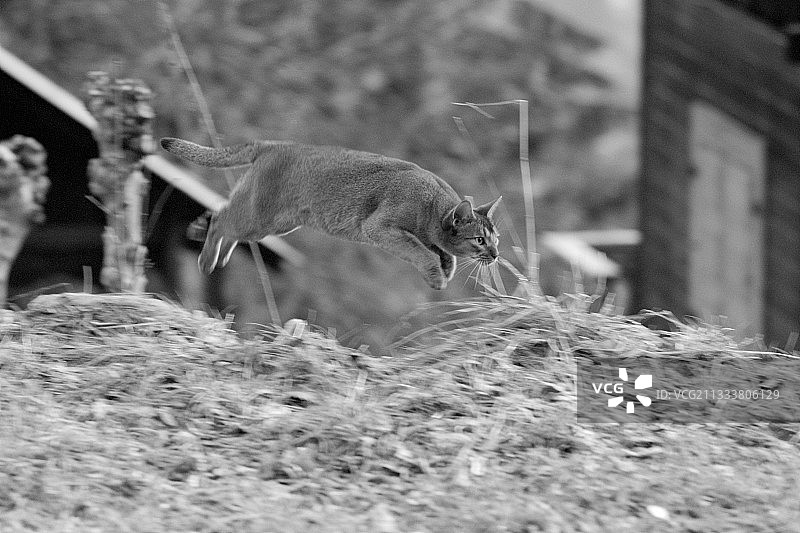昆虫捕猎图片素材