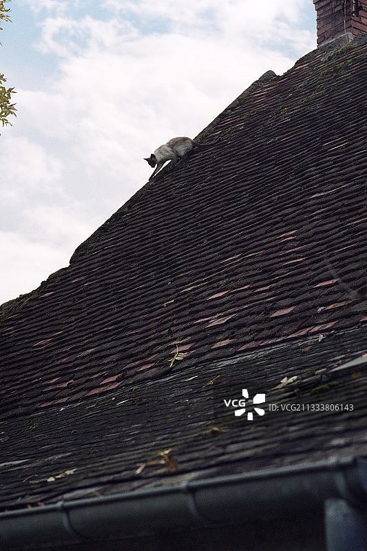 暹罗猫走下屋顶图片素材