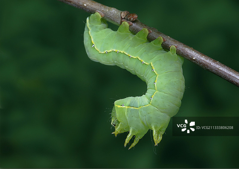 索洛涅景观图片素材