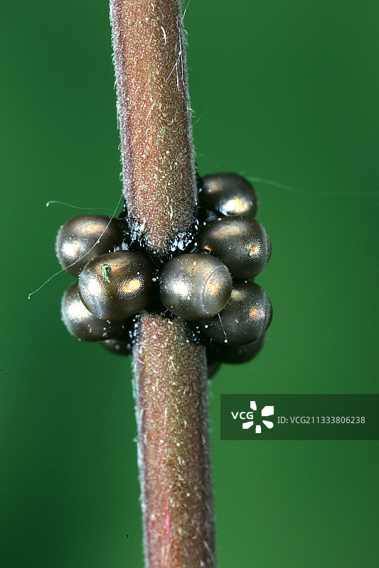 法国桑塞尔地区的茎上的卵鞘图片素材
